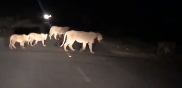 Lions on roads of Gujarat: Viral video from Amreli creating buzz online