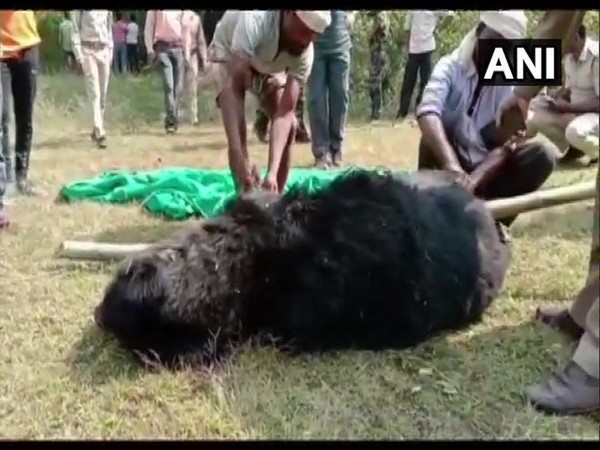 Bear carcass with missing body parts found in Chhattisgarh tiger reserve
