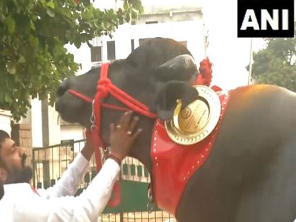 Buffalo Spectacle: Hyderabad's Sadar Festival Unites Communities