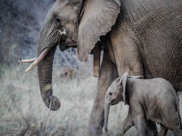 Tragedy Strikes: Ten Elephants Dead in Madhya Pradesh's Bandhavgarh Reserve