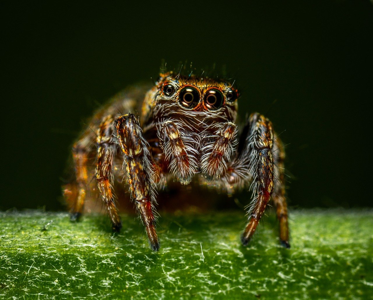 Colombia seizes hundreds of arachnids being illegally smuggled to Europe