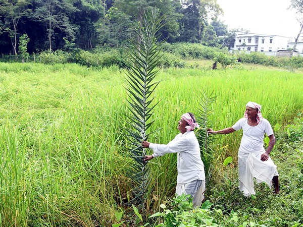 Favorable Monsoon and Economic Strategies Poised to Boost India's Agricultural Growth