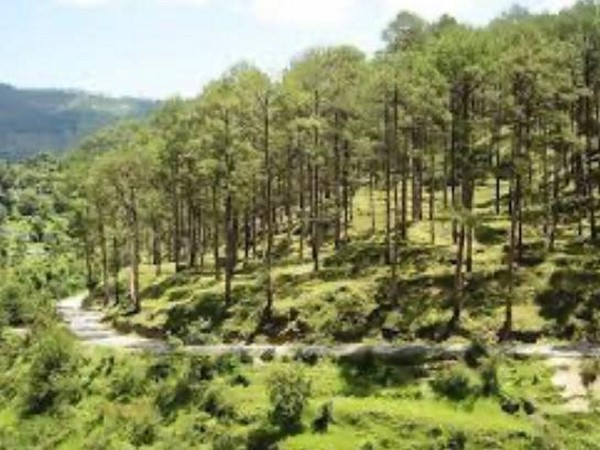 Uttarakhand Forests Embrace AI for Sustainable Conservation