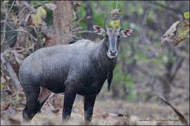 Maha: Nilgai injured in attack by stray dogs dies