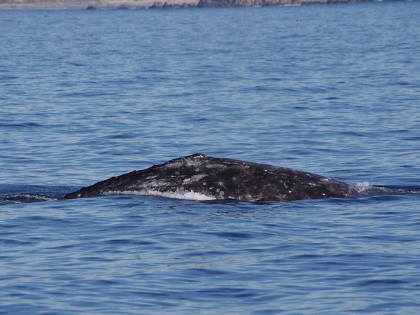 Discovery of whale carcass in Hong Kong sparks anger over the potential damage done by sightseers