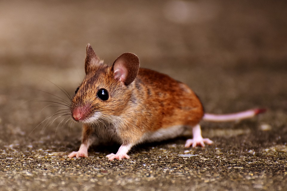 Scientists inject nanoparticles in mice to give 'night vision' for 10 weeks 