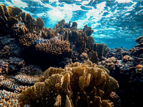 Coral reefs provide stunning images of a world under assault