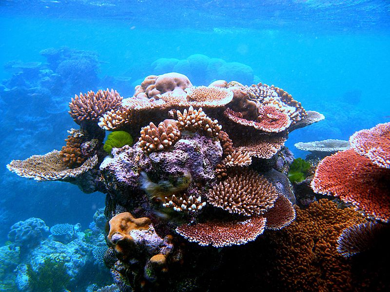Thirty years of unique data reveal what's really killing coral reefs