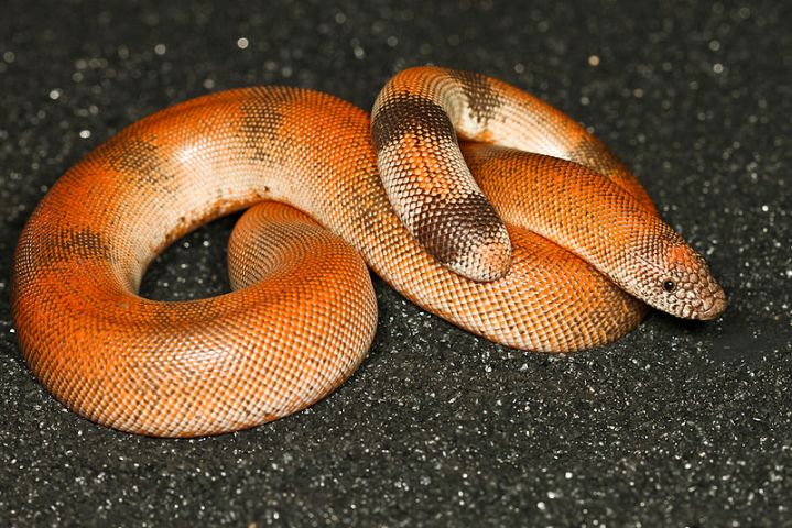 Two sand boa snakes seized in Maharashtra's Palghar, two booked