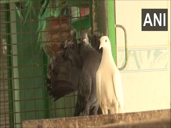 Several birds taken to hospital in Haryana's Gurugram due to heatstroke