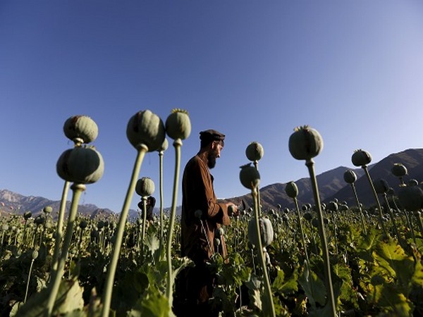 Afghanistan's drug industry continues to thrive despite ban on poppy cultivation