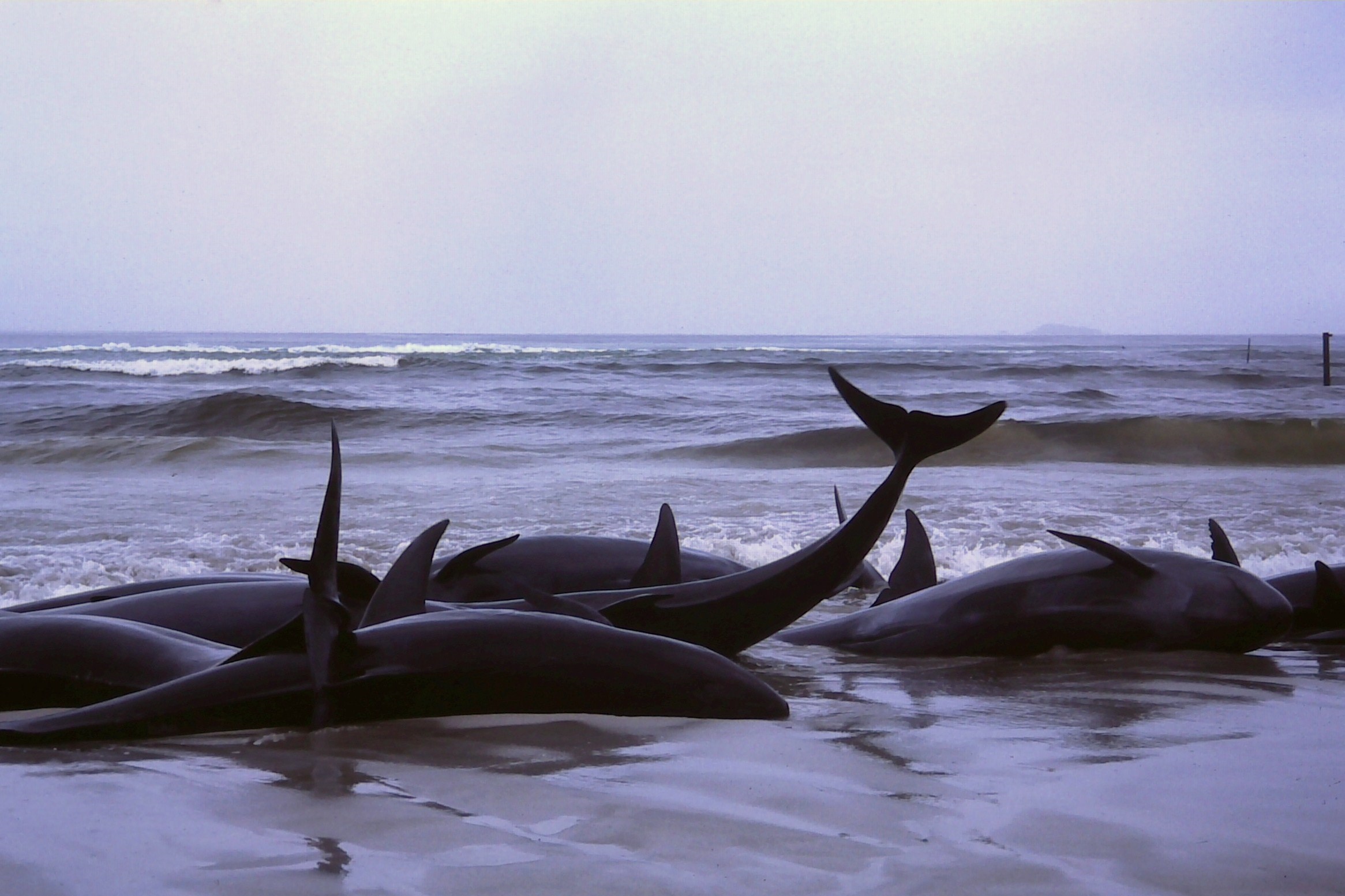 Nearly 100 whales die after mass stranding in New Zealand