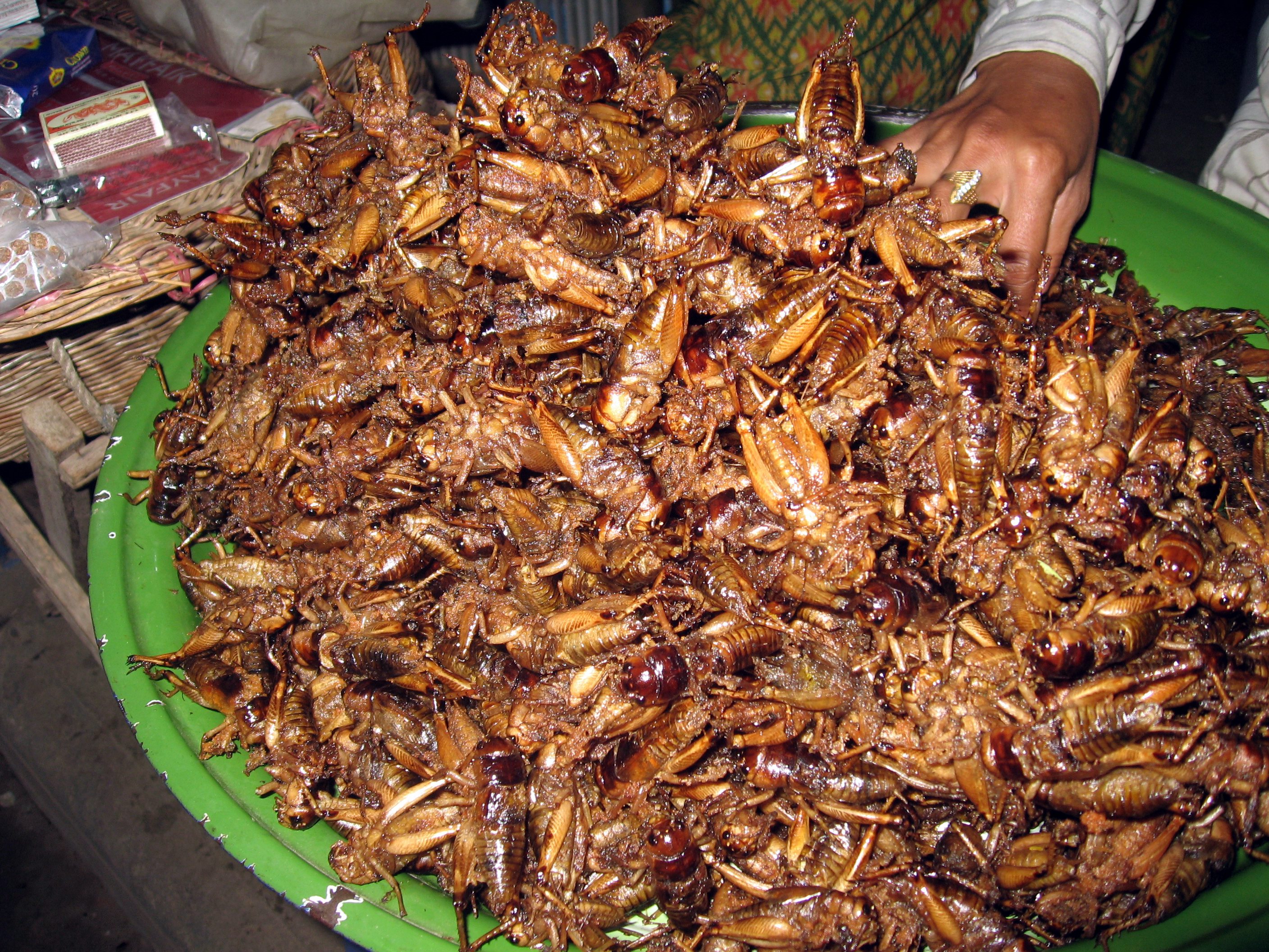 Eating insects can be good for the planet – Europeans should eat more of them