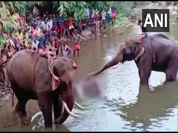 Kerala Forest Minister assures strict action against those behind death of pregnant elephant in the state
