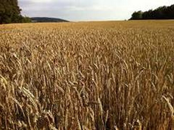 Wheat sowing up 0.37 pc so far; crop condition good