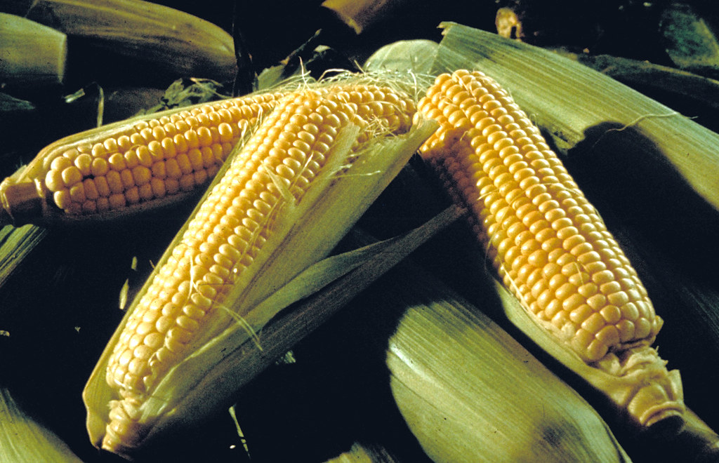 China boosts Ukraine with large corn purchases