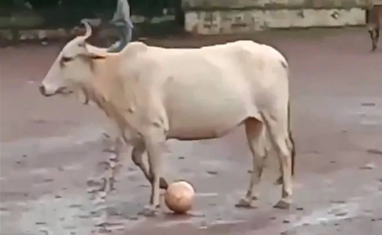 Video of cow playing football in Goa has left Twitterverse in splits 
