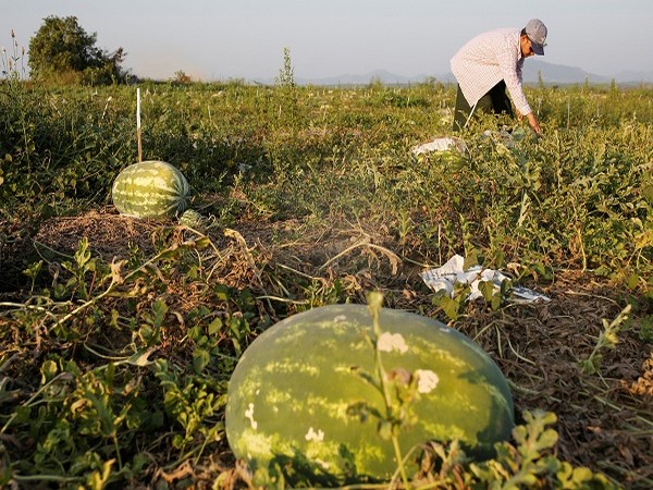 Chinese real estate developers accepting watermelons as payment