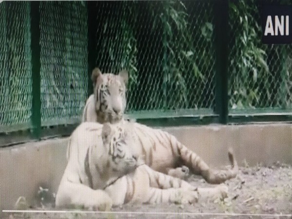 Surat zoo gets pair of white tigers from Rajkot under animal exchange programme 