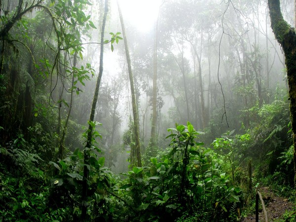 Scanty rain: Amazon even more vulnerable than previously thought