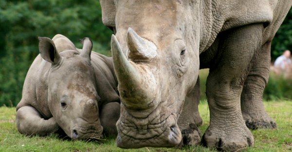 Zimbabwe to donate 10 white rhinos to Congo DR to re-establish population