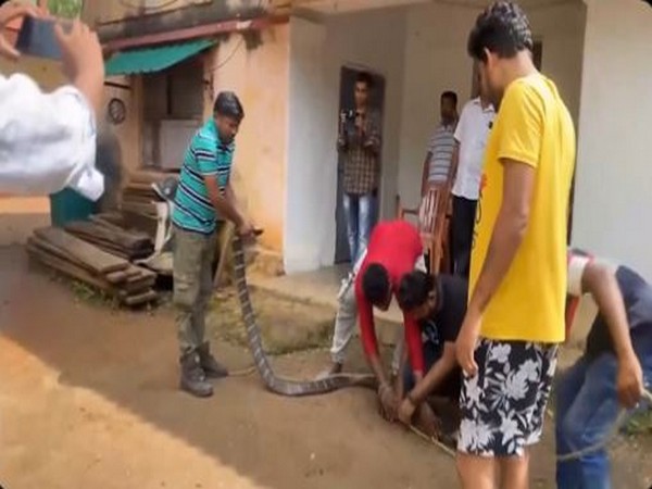 11-Foot King Cobra Rescued from Odisha Home and Released Into Wildlife Range