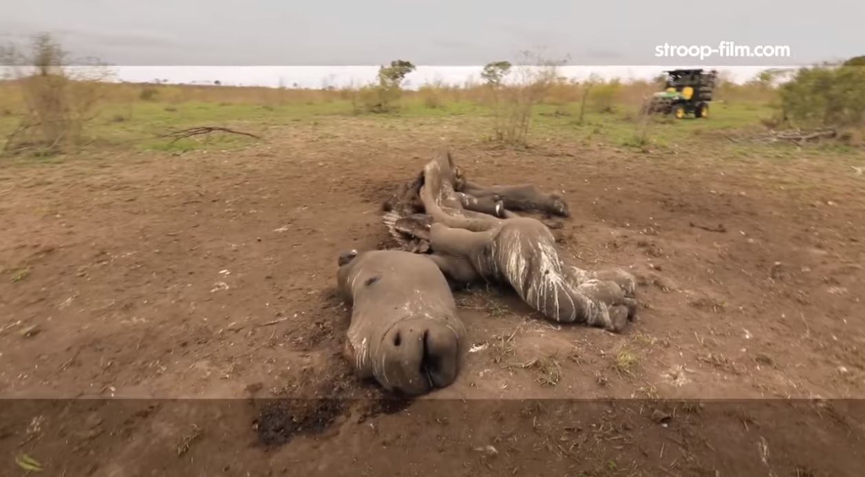 Multiple awards winning African wildlife movie encourages fight against rhino poaching