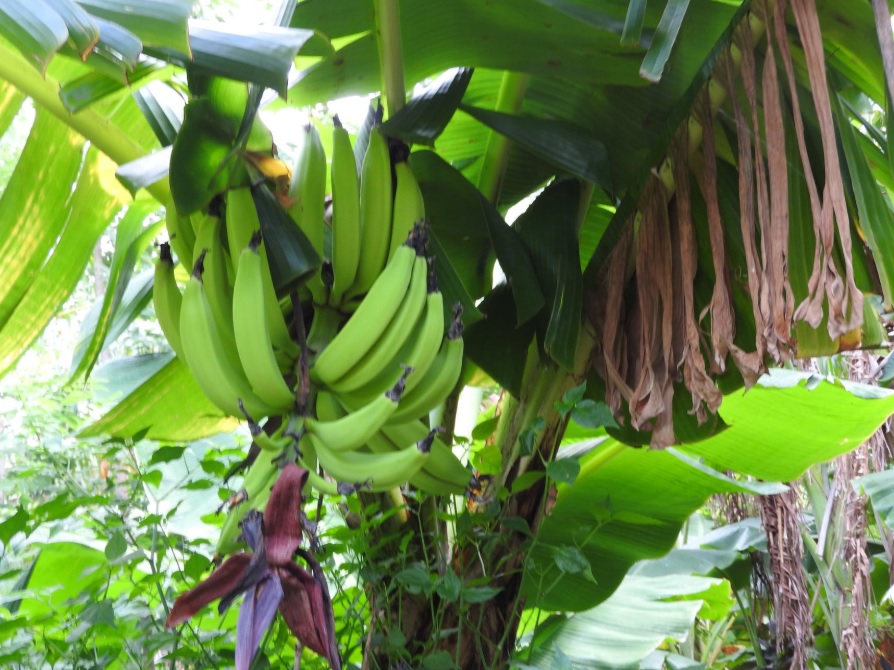 Côte d'Ivoire ranks first among all banana-producing countries in Africa
