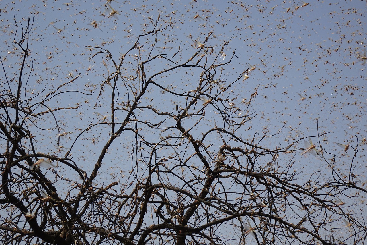 East African countries better prepared, but desert locust threat ‘not over’