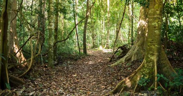 Ghana signs MOU with China for assistance in developing forest resources