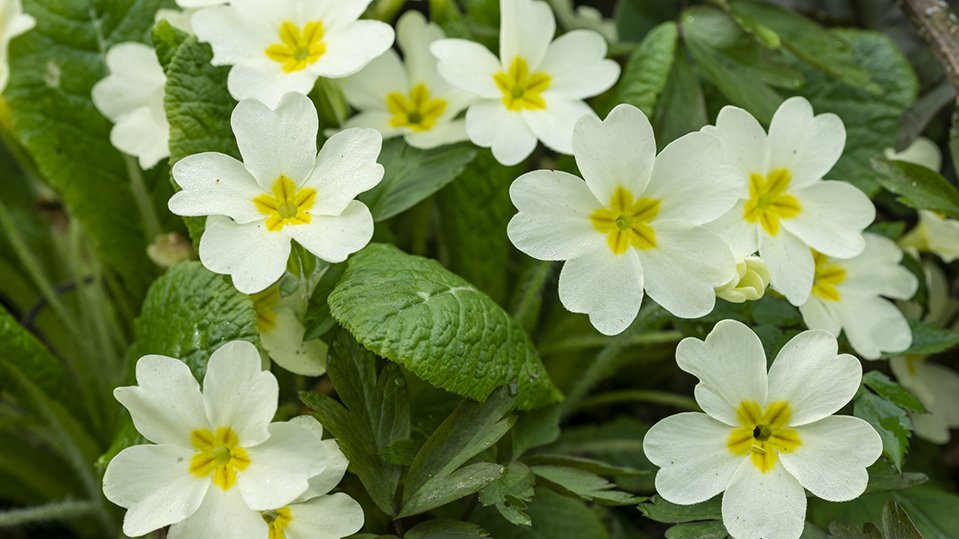 Compound from Christmas berry primrose plant could slow down eye cancer
