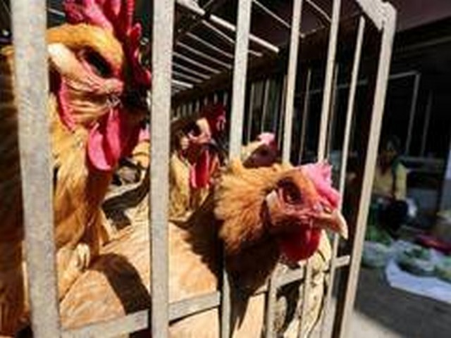 Rise in human bird flu cases in China shows risk of fast-changing variants-health experts 