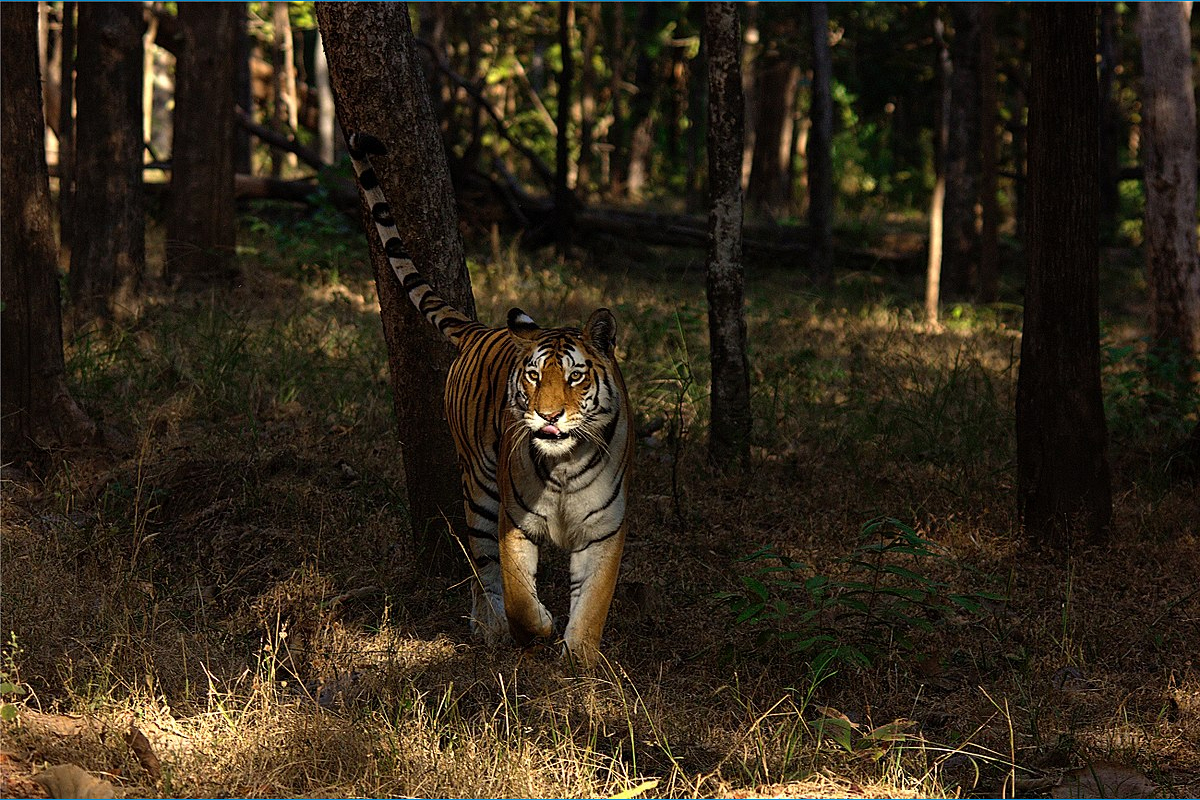 Farmer injured in tiger attack in UP's Pilibhit