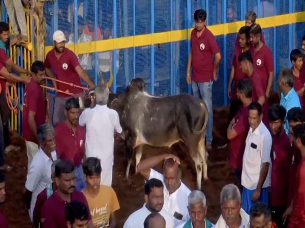 Thrills and Tradition: Jallikattu Event Kicks Off in Pudukkottai