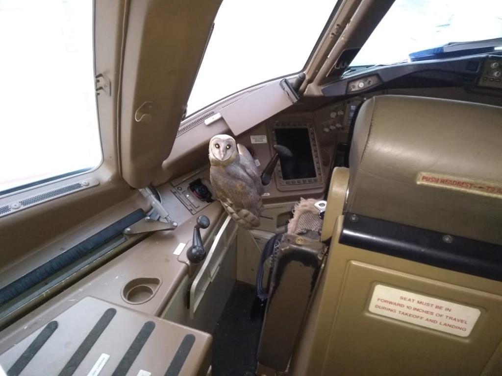 Barn owl in cockpit of a Jet Airways flight at Mumbai Airport