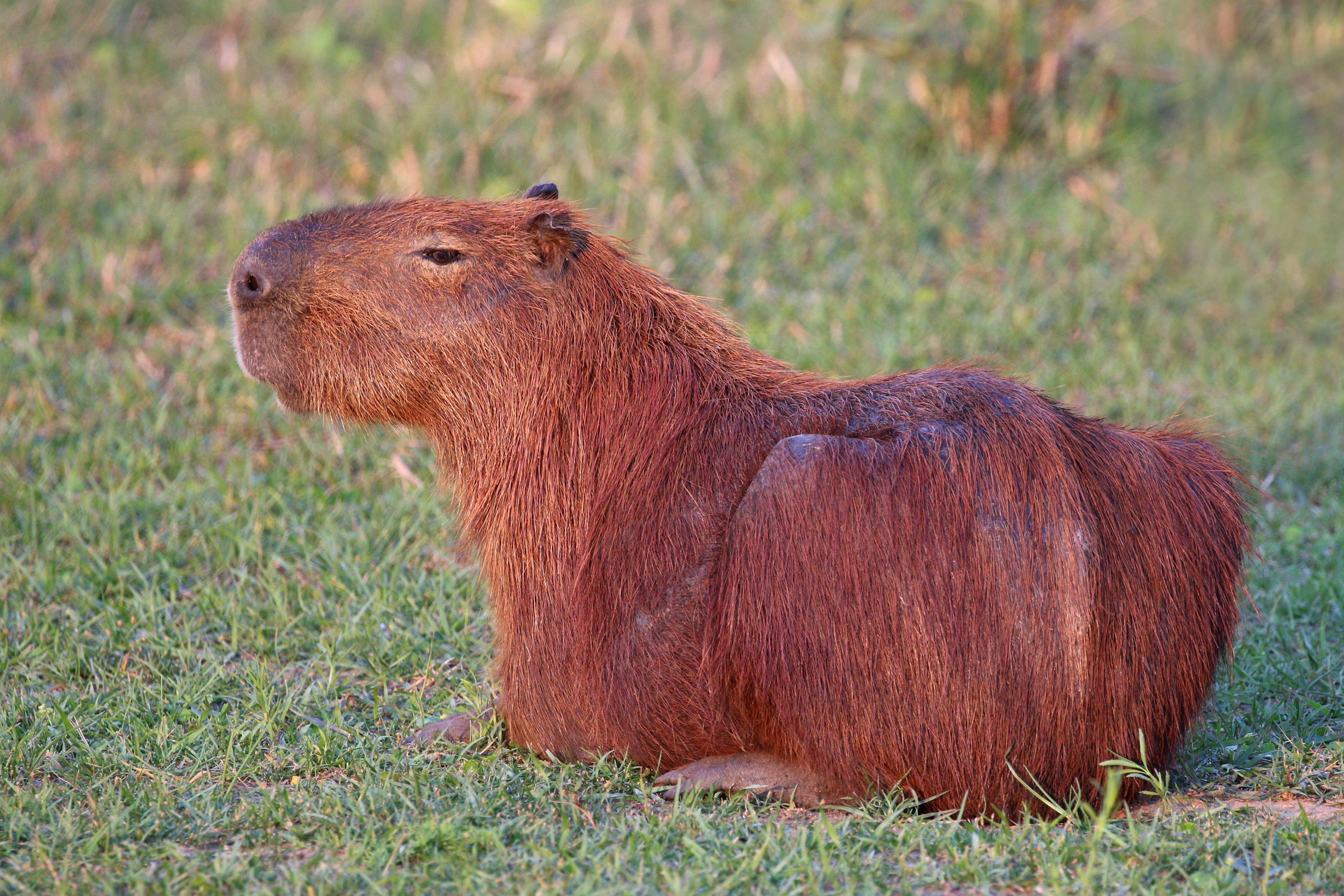 Olympics and Year of the Rat give starring role to Japan's capybaras