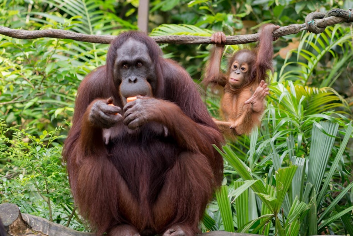 Science News Roundup: Orangutan's use of medicinal plant to treat wound intrigues scientists; Scientists explore how to improve crop yields - on Mars and more