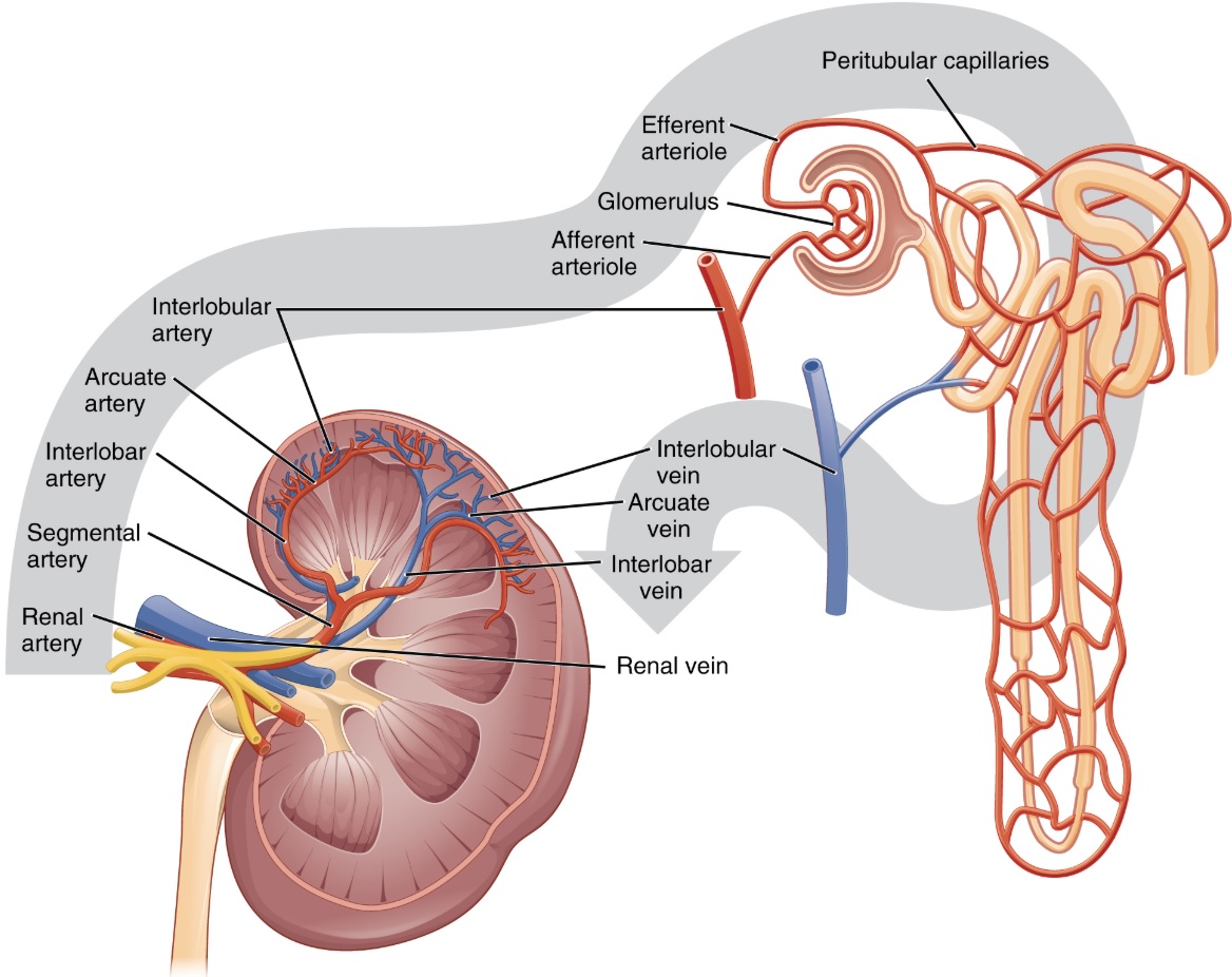COVID-19 also attacks kidneys, not just lungs: Italian researcher