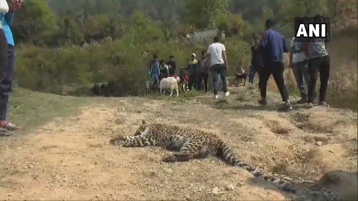 Body of leopard found in Pithoragarh, Forest officials present at spot