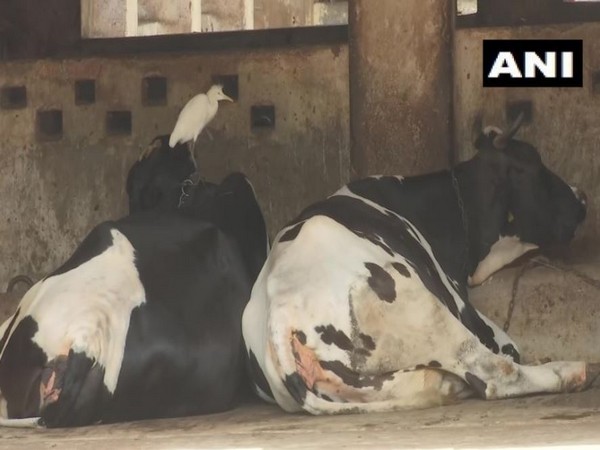 Cowsheds in Mumbai face shortage of fodder supply amid lockdown 