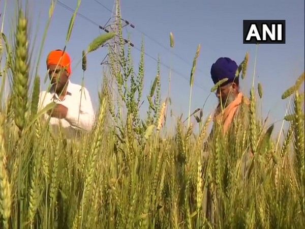 Facing difficulties due to non-availability of farm labour, say Amritsar farmers 