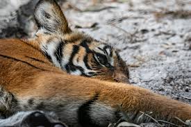 Male tiger found dead in Dudhwa buffer zone