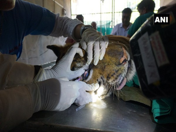 Royal Bengal tigress undergoes treatment after found injured in national park