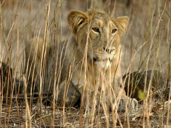 Jaipur lion tested positive for COVID