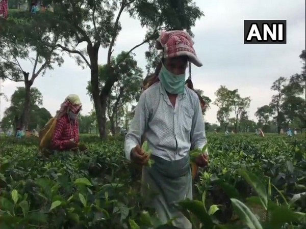 Assam: Tea producers call for collaborative action from all stakeholders to overcome industry challenges