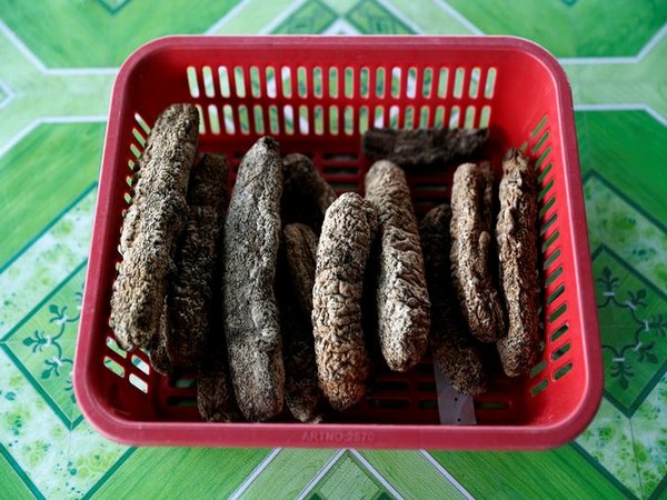 50 kg of sea cucumbers seized, one arrested