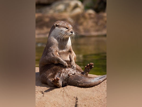 US: 3 women injured in rare otter attack in Montana's Jefferson River