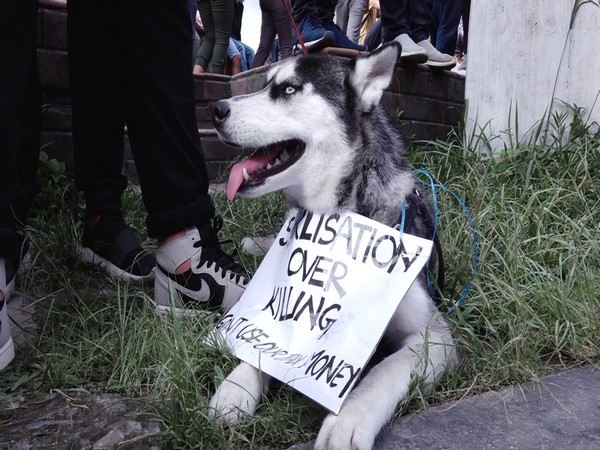 Animal activists in Nepal protest after recent killings of cows, dogs