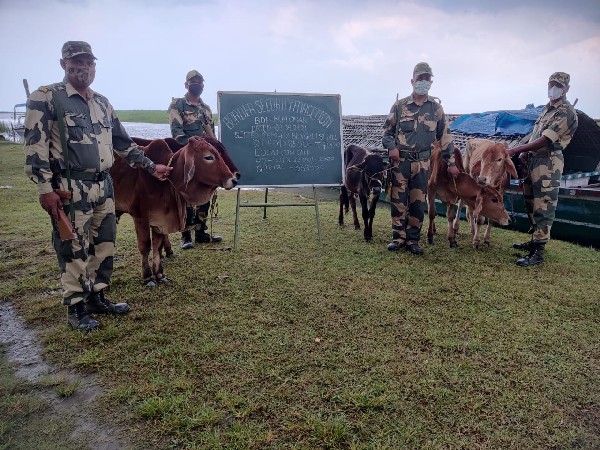 BSF rescues 95 cattle heads from border districts of West Bengal, Assam
