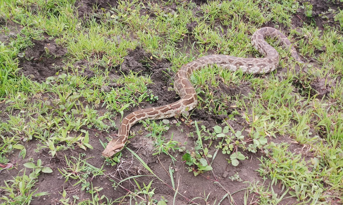 Rock Python rescued from residential colony in Tughlakabad area